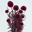 Fuchsia Echinops preserved flowers | Length ± 65 centimetres | Weight ± 350 grams