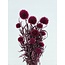 Fuchsia Echinops preserved flowers | Length ± 65 centimetres | Weight ± 350 grams