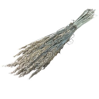 Dutch Dried Coral-coloured Avena Oats dried flowers | Length ± 70 centimetres | Weight 150 grams