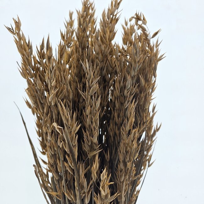Korallenfarbene Avena Hafer Trockenblumen | Länge ± 70 Zentimeter | Gewicht 150 Gramm