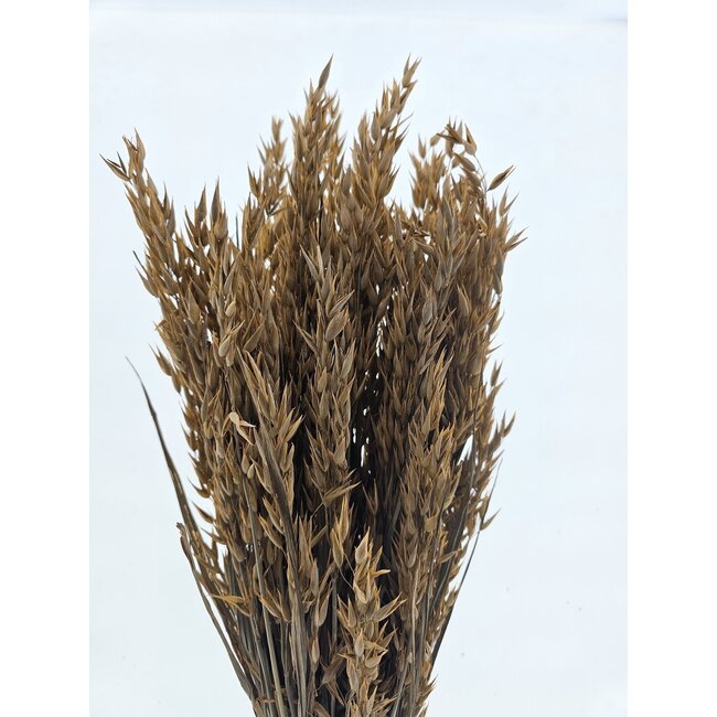 Coral-coloured Avena Oat dried flowers | Length ± 70 centimetres | Weight 150 grams