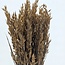 Coral-coloured Avena Oat dried flowers | Length ± 70 centimetres | Weight 150 grams