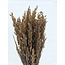Korallenfarbene Avena Hafer Trockenblumen | Länge ± 70 Zentimeter | Gewicht 150 Gramm
