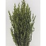 Green Avena Oats dried flowers | Length ± 70 centimetres | Weight 150 grams