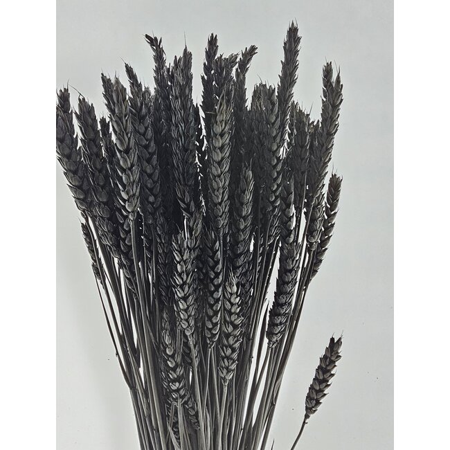 Black Triticum - Wheat dried flowers | Length ± 70 centimetres | Weight ± 175 grams