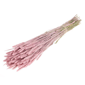 Dutch Dried Pink Misty Triticum - Wheat dried flowers | Length ± 70 centimetres | Weight ± 175 grams