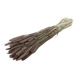 Dutch Dried Triticum brun clair - Blé fleurs séchées | Longueur ± 70 centimètres | Poids ± 175 grammes