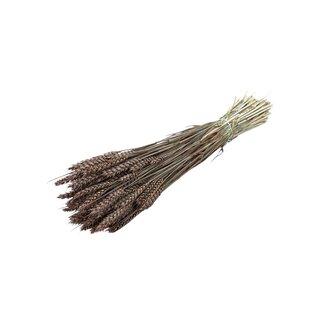 Dutch Dried Light Brown Triticum - Wheat Dried Flowers | Length ± 70 centimetres | Weight ± 175 grams