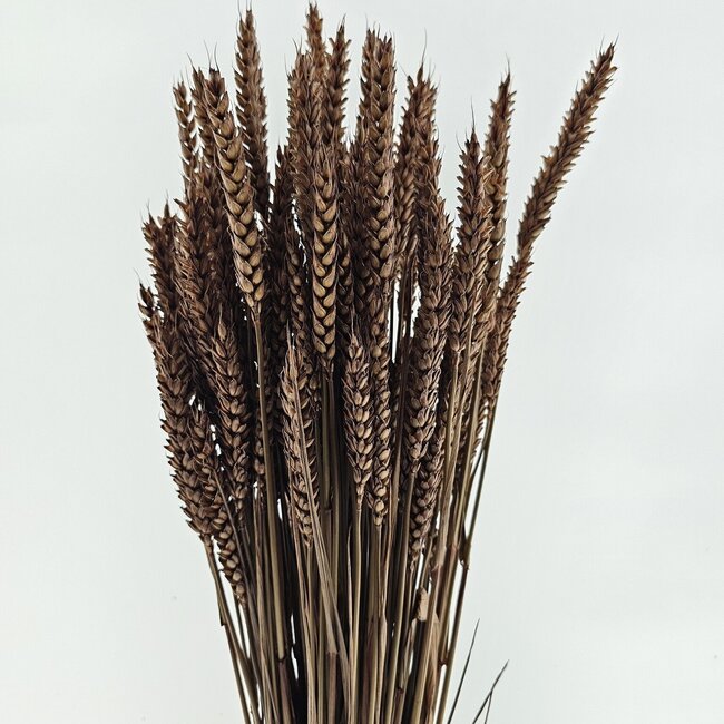 Hellbraune Triticum - Weizen Trockenblumen | Länge ± 70 Zentimeter | Gewicht ± 175 Gramm
