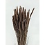 Light Brown Triticum - Wheat Dried Flowers | Length ± 70 centimetres | Weight ± 175 grams