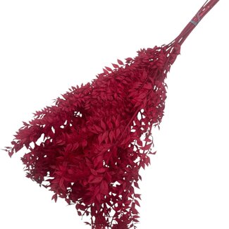 Dutch Dried Red Ruscus dried flowers | Length ± 65 centimetres | Weight ± 100 grams