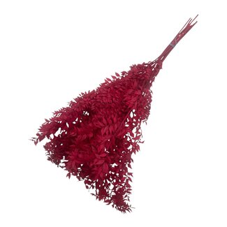 Dutch Dried Rode Ruscus droogbloemen | Lengte ± 65 centimeter | Gewicht ± 100 gram
