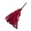 Rode Ruscus droogbloemen | Lengte ± 65 centimeter | Gewicht ± 100 gram