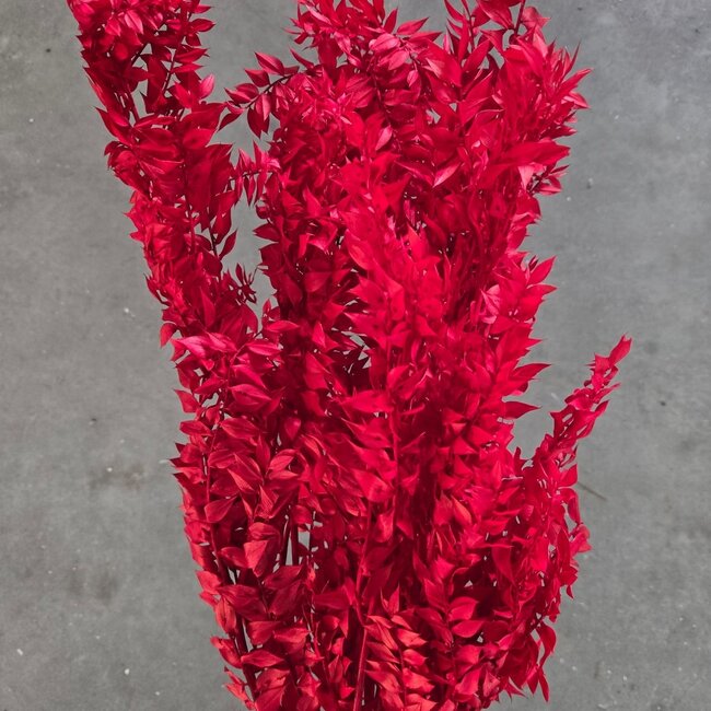 Red Ruscus dried flowers | Length ± 65 centimetres | Weight ± 100 grams
