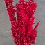 Red Ruscus dried flowers | Length ± 65 centimetres | Weight ± 100 grams