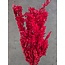 Rode Ruscus droogbloemen | Lengte ± 65 centimeter | Gewicht ± 100 gram