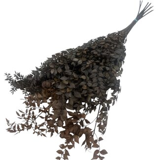 Dutch Dried Ruscus séché préservé brun | Longueur ± 65 centimètres | Poids ± 100 grammes