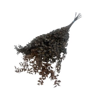 Dutch Dried Bruine gepreserveerde Ruscus droogbloemen | Lengte ± 65 centimeter | Gewicht ± 100 gram