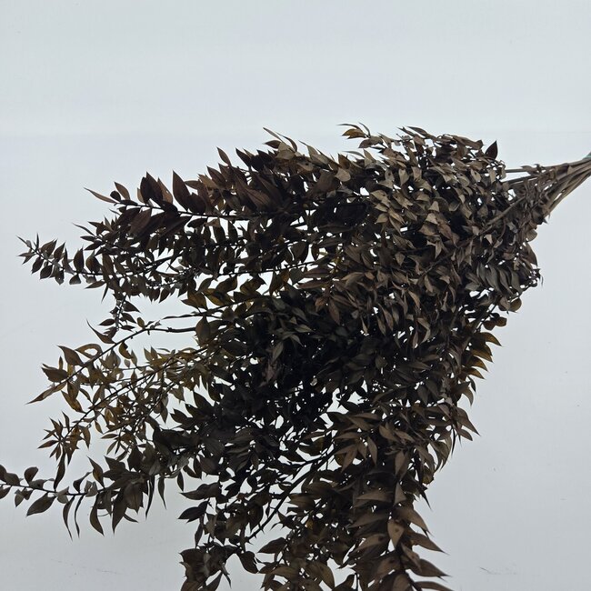 Brown preserved Ruscus dried flowers | Length ± 65 centimetres | Weight ± 100 grams