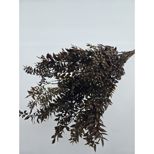 Braune konservierte Ruscus Trockenblumen | Länge ± 65 Zentimeter | Gewicht ± 100 Gramm