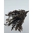 Brown preserved Ruscus dried flowers | Length ± 65 centimetres | Weight ± 100 grams