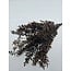 Bruine gepreserveerde Ruscus droogbloemen | Lengte ± 65 centimeter | Gewicht ± 100 gram