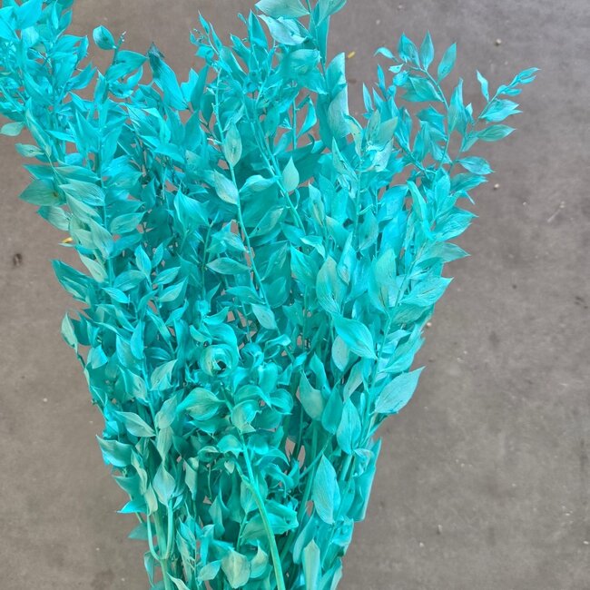 Ruscus séché bleu aqua | Longueur ± 65 centimètres | Poids ± 100 grammes