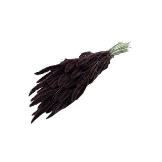 Dutch Dried Brown Setaria dried flowers | Length ± 70 centimetres | Weight ± 150 grams