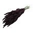 Brown Setaria dried flowers | Length ± 70 centimetres | Weight ± 150 grams