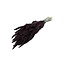 Brown Setaria dried flowers | Length ± 70 centimetres | Weight ± 150 grams