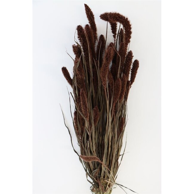 Braune Setarea Trockenblumen | Länge ± 70 Zentimeter | Gewicht ± 150 Gramm