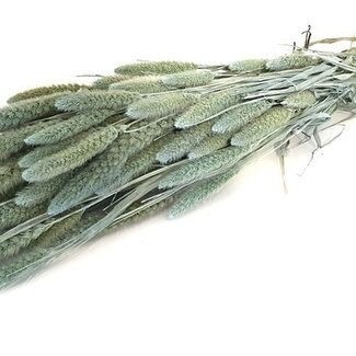 Dutch Dried Lichtblauwe Setarea droogbloemen | Lengte ± 70 centimeter | Gewicht ± 150 gram