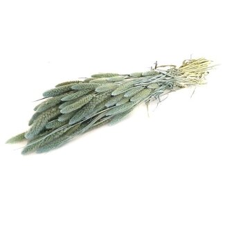 Dutch Dried Light blue Setaria dried flowers | Length ± 70 centimetres | Weight ± 150 grams