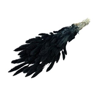 Dutch Dried Zwarte Setarea droogbloemen | Lengte ± 70 centimeter | Gewicht ± 150 gram
