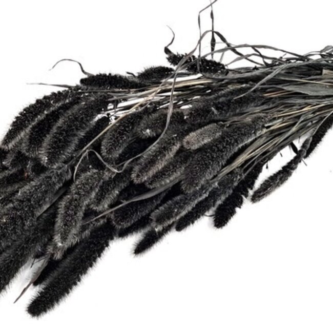 Black Setaria dried flowers | Length ± 70 centimetres | Weight ± 150 grams