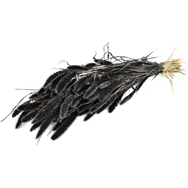 Schwarze Setarea Trockenblumen | Länge ± 70 Zentimeter | Gewicht ± 150 Gramm