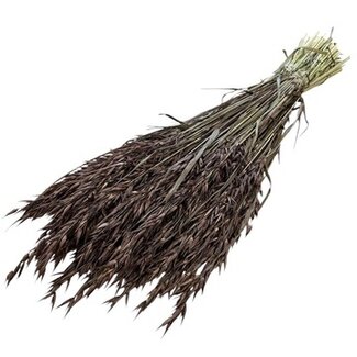 Dutch Dried Brown Avena Oats dried flowers | Length ± 70 centimetres | Weight 150 grams