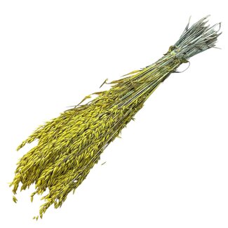 Dutch Dried Gelber Avena Hafer Trockenblumen | Länge ± 70 Zentimeter | Gewicht 150 Gramm