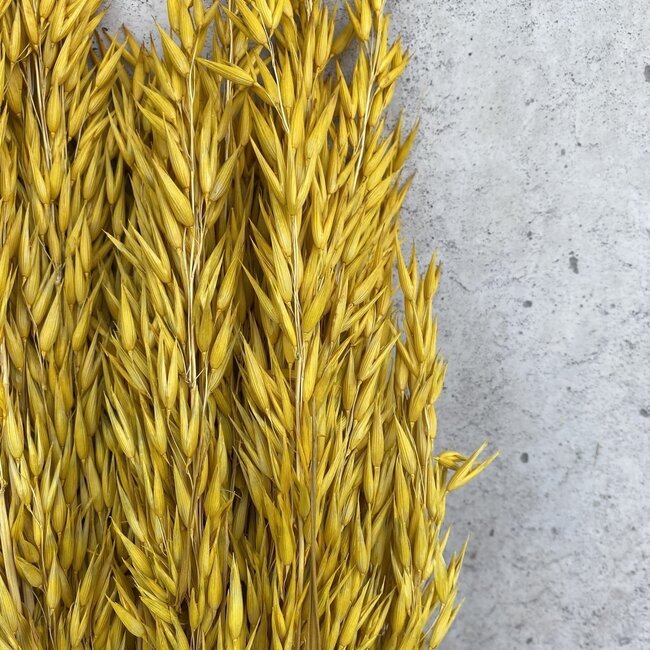 Gele Avena Haver droogbloemen | Lengte ± 70 centimeter | Gewicht 150 gram