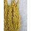 Yellow Avena Oats dried flowers | Length ± 70 centimetres | Weight 150 grams