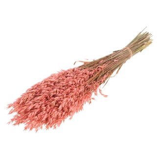 Dutch Dried Roze Avena Haver droogbloemen | Lengte ± 70 centimeter | Gewicht 150 gram