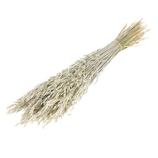 Dutch Dried White Misty Avena Hafer Trockenblumen | Länge ± 70 Zentimeter | Gewicht 150 Gramm