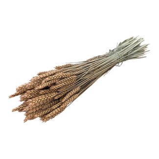 Dutch Dried Zalmkleurige Triticum - Tarwe droogbloemen | Lengte ± 70 centimeter | Gewicht ± 175 gram
