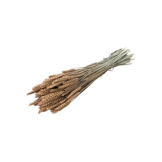 Dutch Dried Salmon-coloured Triticum - Wheat dried flowers | Length ± 70 centimetres | Weight ± 175 grams