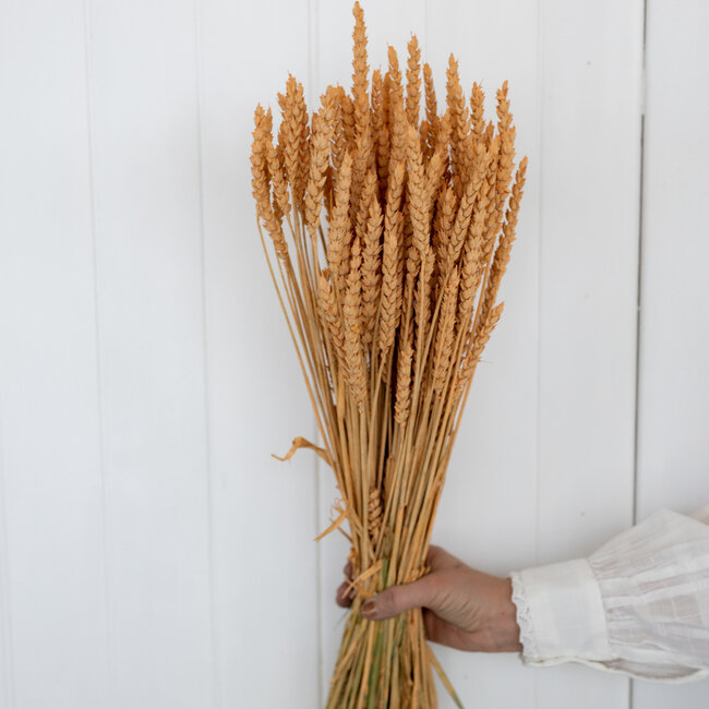 Salmon-coloured Triticum - Wheat dried flowers | Length ± 70 centimetres | Weight ± 175 grams