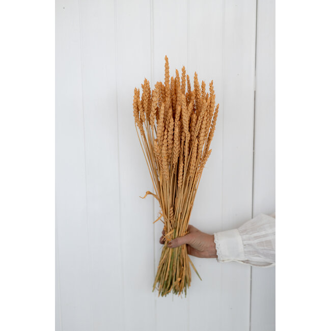 Lachsfarbener Triticum - Weizen Trockenblumen | Länge ± 70 Zentimeter | Gewicht ± 175 Gramm