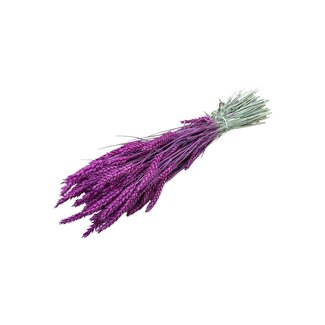 Dutch Dried Lila Triticum - Wheat dried flowers | Length ± 70 centimetres | Weight ± 175 grams