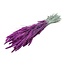 Lila Triticum - Wheat dried flowers | Length ± 70 centimetres | Weight ± 175 grams