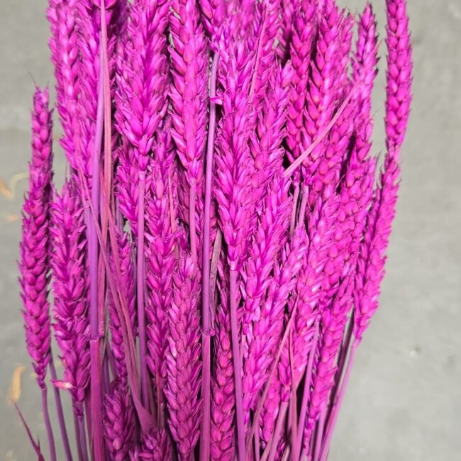 Lila Triticum - Wheat dried flowers | Length ± 70 centimetres | Weight ± 175 grams