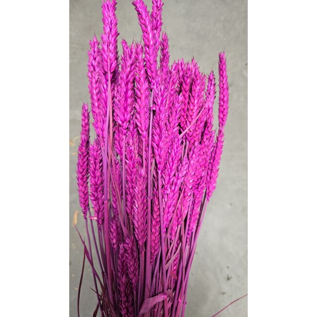 Lila Triticum - Tarwe droogbloemen | Lengte ± 70 centimeter | Gewicht ± 175 gram